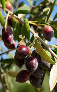 Zeytin Ağaçları